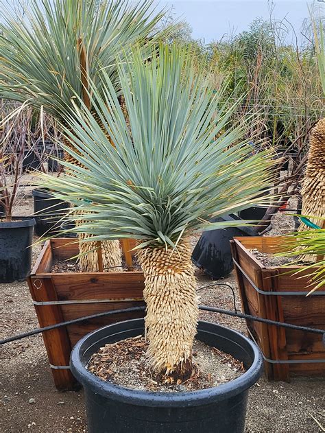 Yucca rostrata v štrkovom záhone