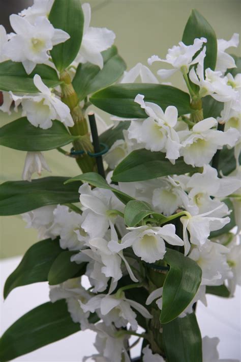 rôzne druhy orchideí Dendrobium