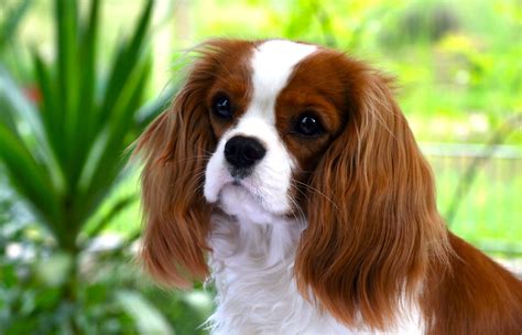 Cavalier King Charles španiel česanie srsti