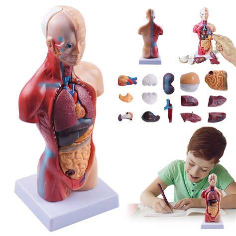 3D anatomický model ľudského trupu