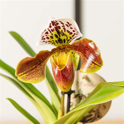 Orchidea Paphiopedilum pri východnom okne