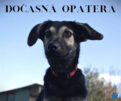 Dočasná opatera psa v domácom prostredí