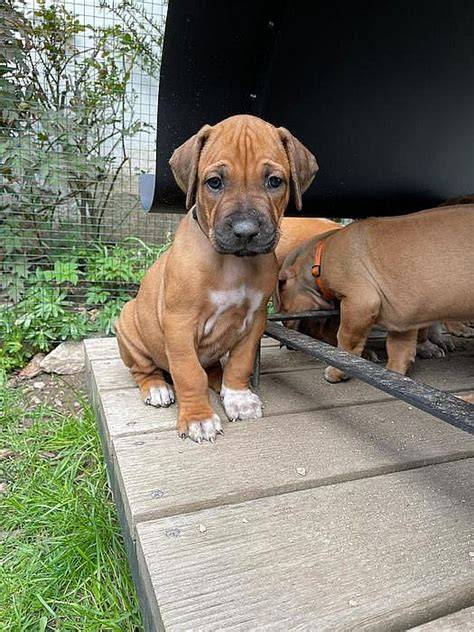 Krátka lesklá srsť rhodeského ridgebacka