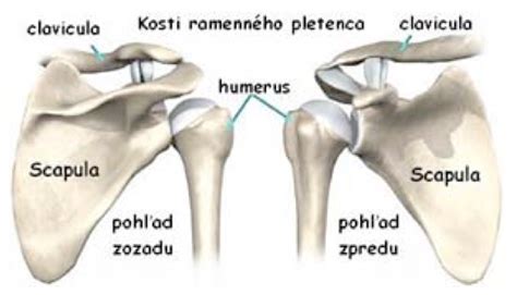 Anatómia ramenného pletenca a lopatky