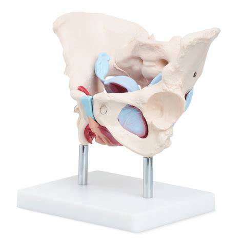 Špecializované anatomické modely orgánov