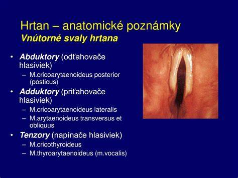Stavba hrtana a hlasiviek